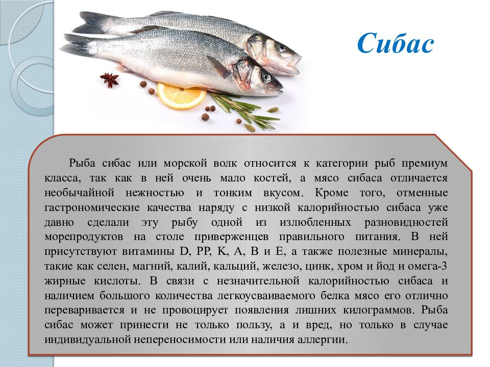 Откуда рыба. Сибас рыба описание. К какому семейству относится рыба сибас. Пищевая ценность рыбы сибас. Характеристика рыб.