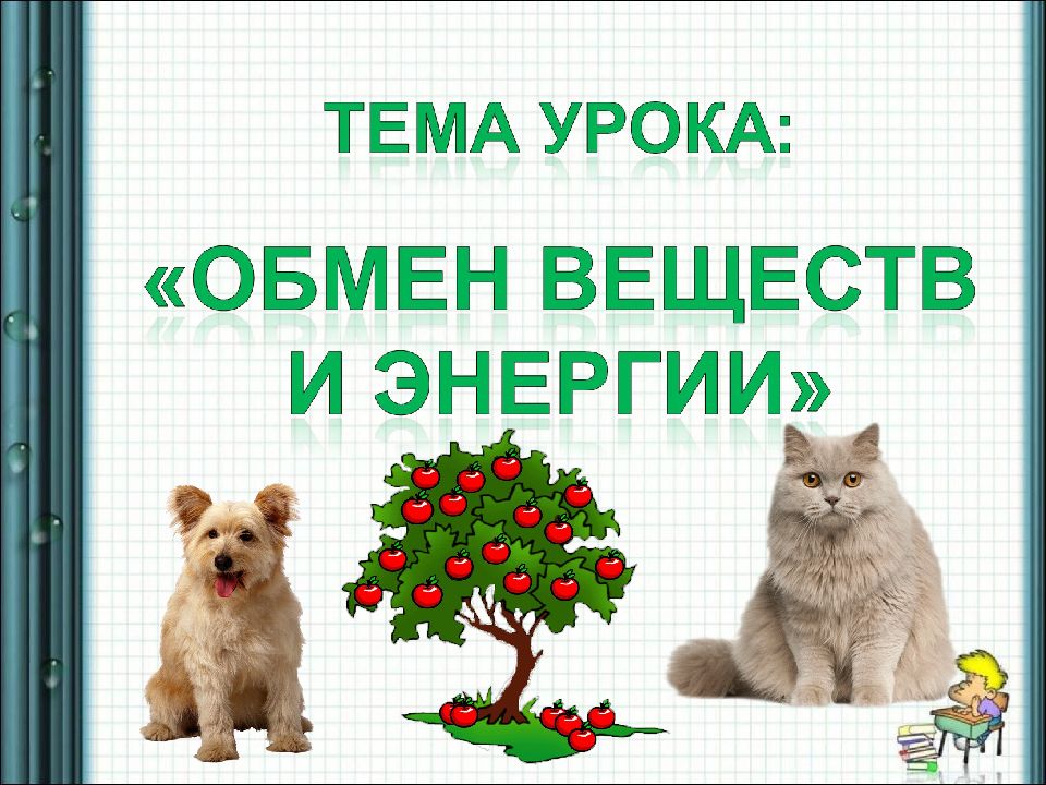 Млекопитающие интенсивный обмен веществ