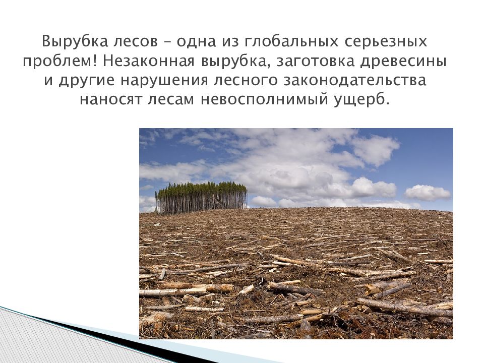 Вырубка лесов пути решения. Последствия вырубки лесов. Причины вырубки лесов. Основные причины вырубки леса. Вырубка лесов причины.
