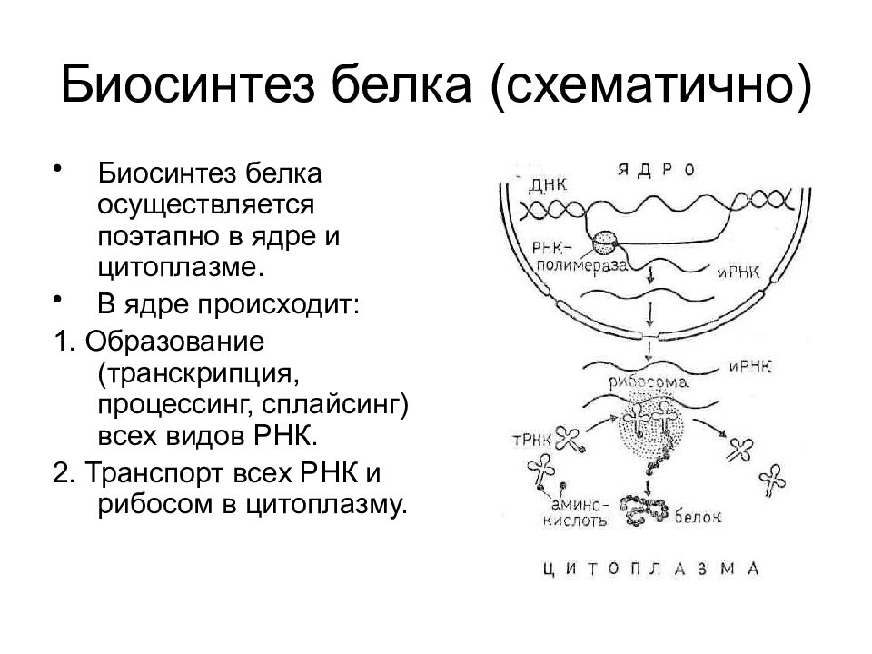 Презентация биосинтез белка 11 класс