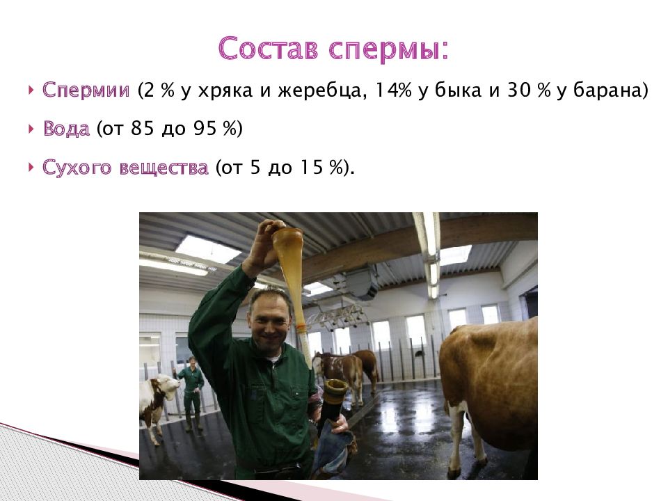 Семя Баранов Производителей Купить В России