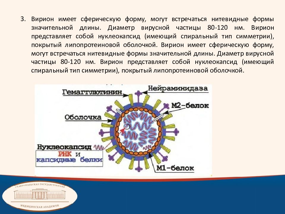 Вирион. Вирусные частицы Вирионы. Вирион представляет собой. Сферическая форма вириона. Вирионы имеют.