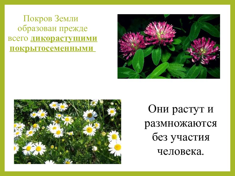 Презентация роль покрытосеменных растений в природе и жизни человека охрана растений