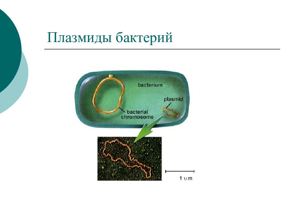 Примеры плазмид. Строение бактерии плазмида. Плазмиды строение клетки бактерии. Строение бактериальной клетки плазмиды. Строение бактериальной клетки плазмида.