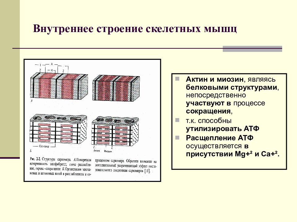 Непосредственно структура. Иерархия строения скелетной мышцы. Строение скелетной мышцы актин и миозин. Основу скелетной мускулатуры составляют. Методы исследования скелетных мышц.