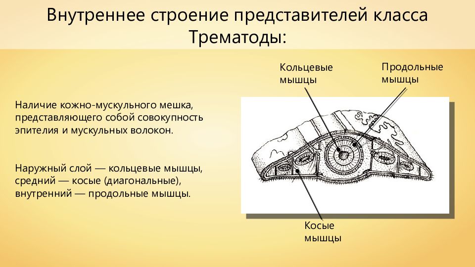 Кожно мускульный мешок у плоских червей. Кожно мускульный мешок трематод. Кожномускулььный мешок сосальщиков. Поперечный срез трематоды. Кожно мускульный мешок сосальщиков.