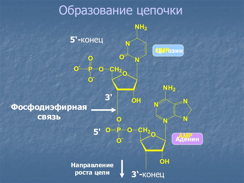 Третий с конца. 3 5 Фосфодиэфирная связь РНК. Фосфодиэфирная связь в нуклеиновых кислотах. Образование 3',5'-фосфодиэфирной связи между нуклеотидами. Фосфодиэфирная связь в ДНК.