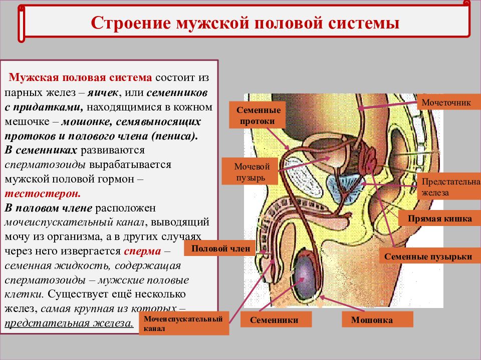 Строение мужской половой системы картинка