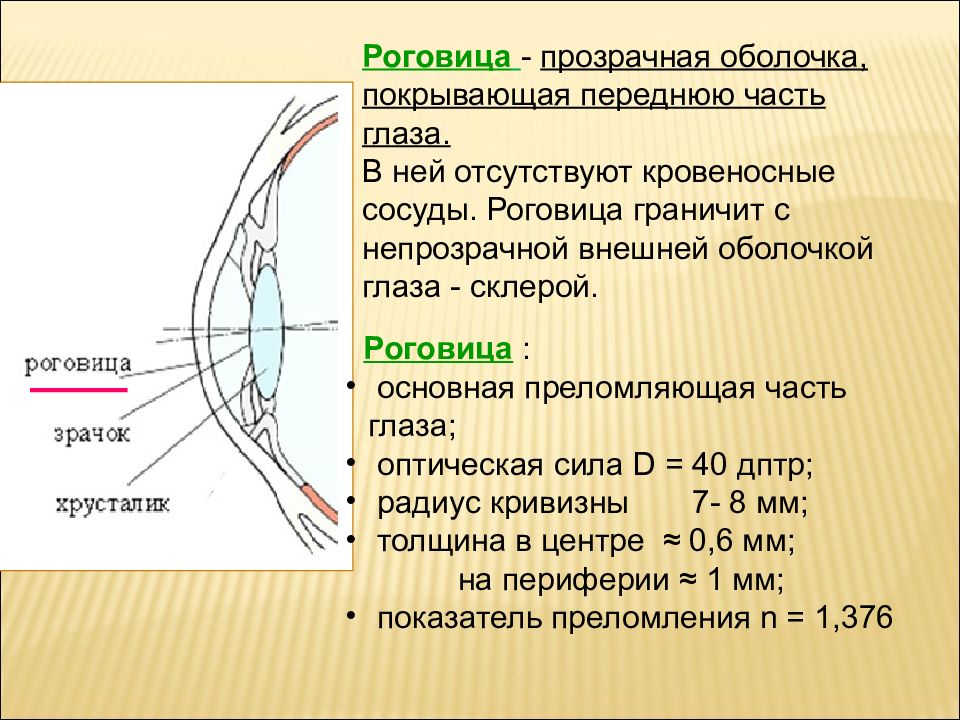 Прозрачная часть склеры относящаяся к оптической системе глаза на рисунке обозначена цифрой