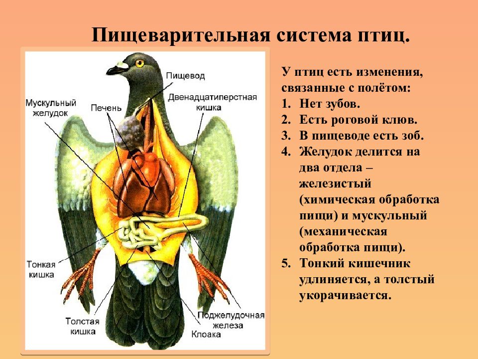 На схеме пищеварительной системы голубя мускульный желудок обозначен цифрой