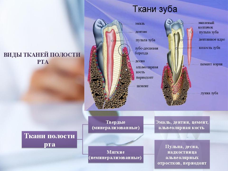 Полость в ткани. Мягкие ткани области рта. Минерализованные ткани зуба.