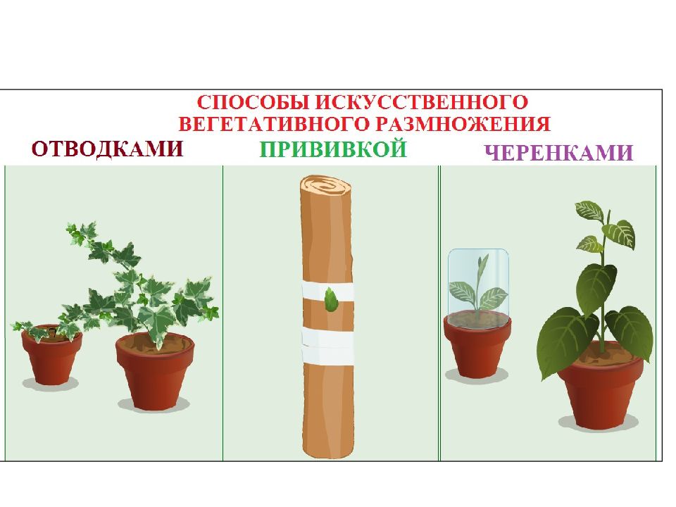 Рисунки жизнедеятельности растений. Жизнедеятельность растений ограничивается недостатком тепла в.