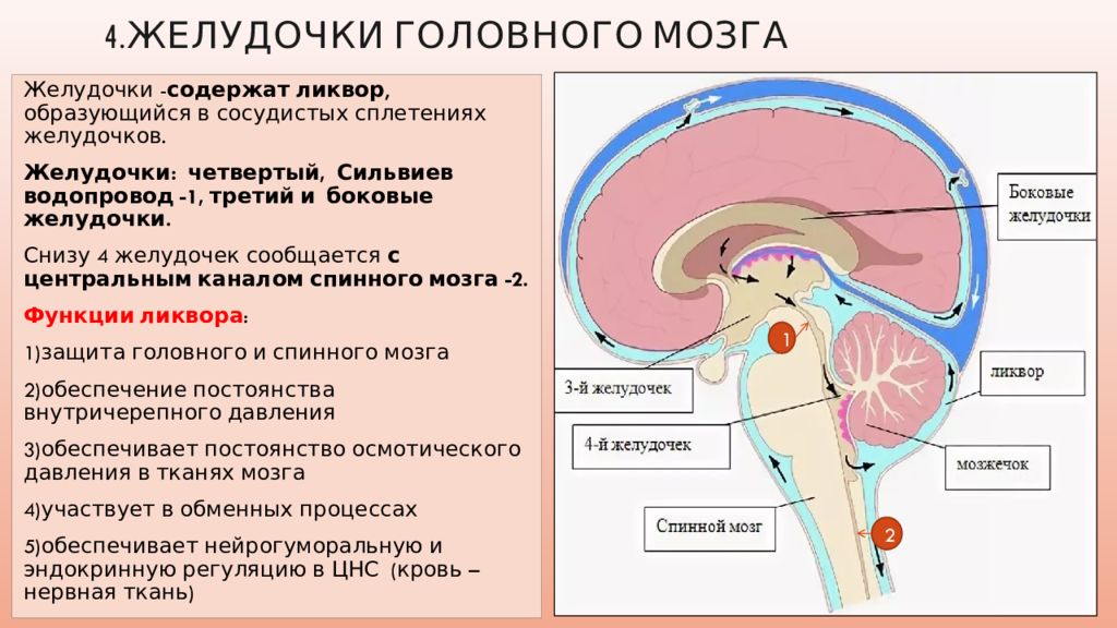 1 желудочек находится