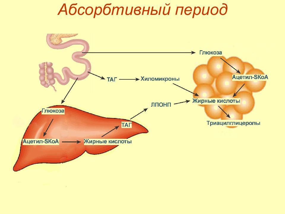 В абсорбтивный период активно протекает. Постабсорбтивный период в печени. Схема углеводного обмена в абсорбтивный период. Абсорбтивный и постабсорбтивный период биохимия. Схема метаболизма постабсорбтивный период.