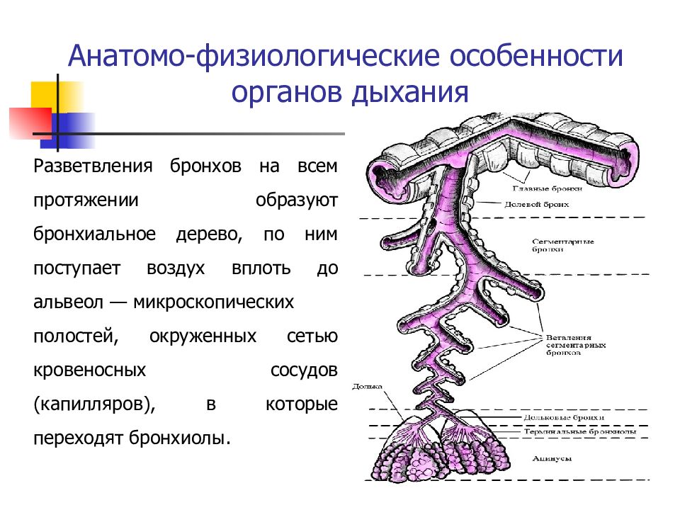 Особенности органов дыхания. Афо бронхиального дерева. Анатомы физиологической особенности органов дыхания. Анатомо физиологические особенности бронхов. Анатомо-физиологические особенности бронхиального дерева.