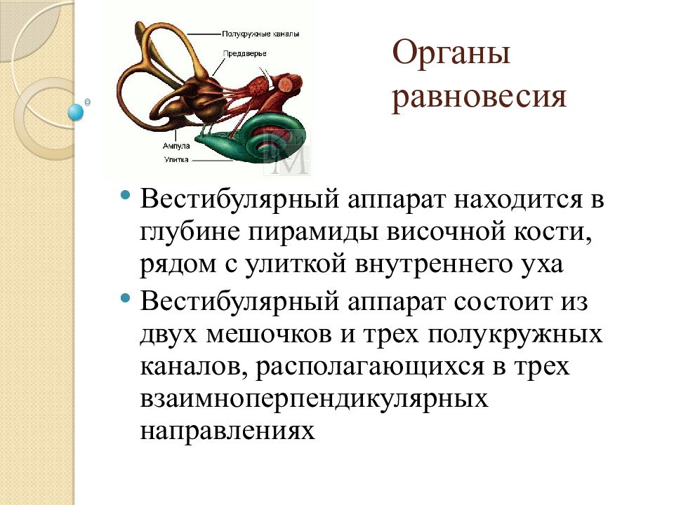 Вестибулярный аппарат расположен в ухе. Орган равновесия. Преддверие органа равновесия. Орган равновесия у птиц. Орган равновесия таблица.