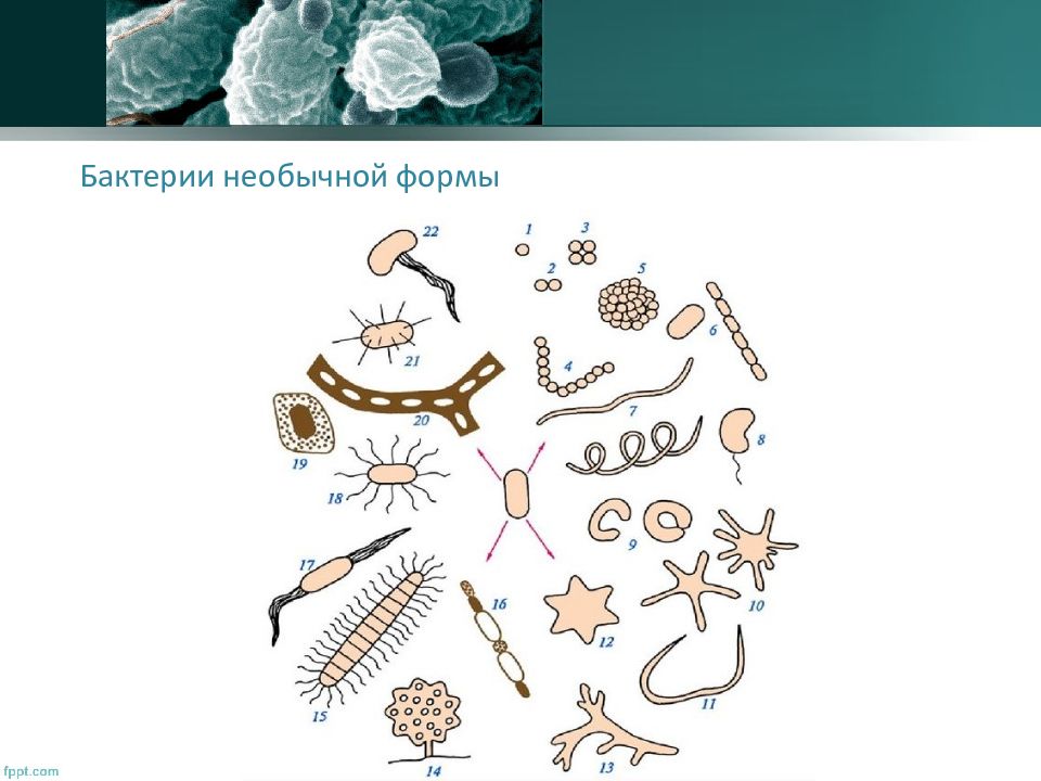 Морфология картинки для презентации