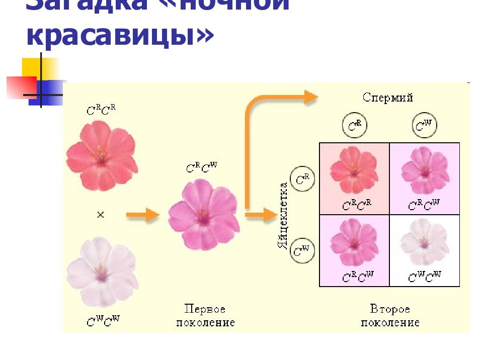 Растение ночная красавица неполное доминирование. Отклонения от законов Менделя. Ночная красавица законы Менделя. Неполное доминирование у садовой земляники фото.