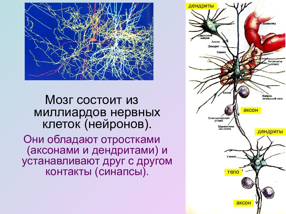 Дендрит синапс. Нейроны аксоны дендриты. Строение нейрона дендриты. Нейроны головного мозга строение. Аксон на клетке нейрона.