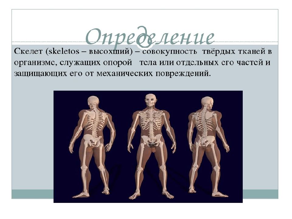 Что такое скелет. Скелет это определение. Скелет человека это определение. Скелет человека с измерениями. Определение скелета человека 3 класс.