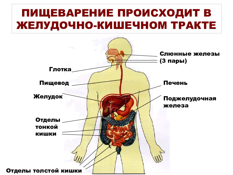 Презентация на тему жкт