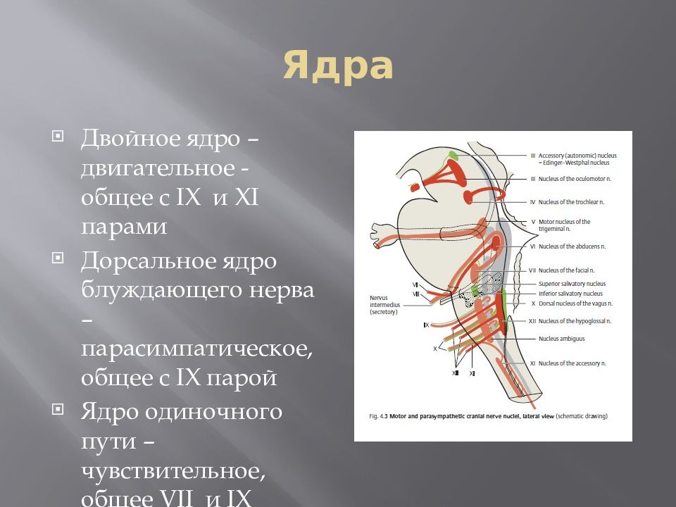 Общее ядро. Блуждающий нерв анатомия ядра. Дорзальное ядро блуждающего нерва. Двойное ядро блуждающего нерва. Блуждающий нерв двигательное ядро.