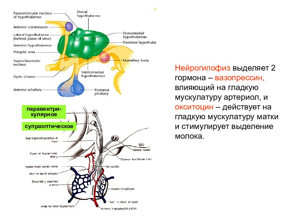 Нейрогипофиз