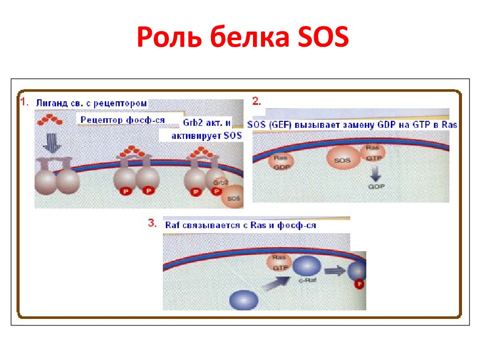 1 2 белка 2. Роль ras белка. Мембранный белок м2. Функция ras белков. Белок GRB.