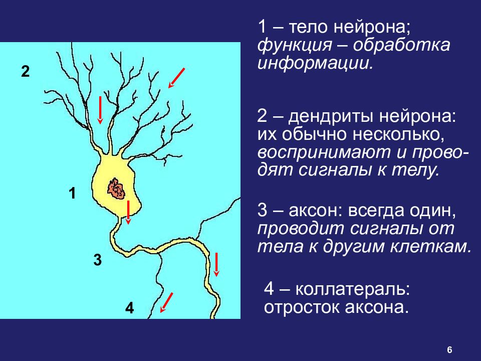 Функции нейронов. Тело нейрона функции. Функции аксона и дендрита. Функции дендритов нейрона. Функции дендритов.