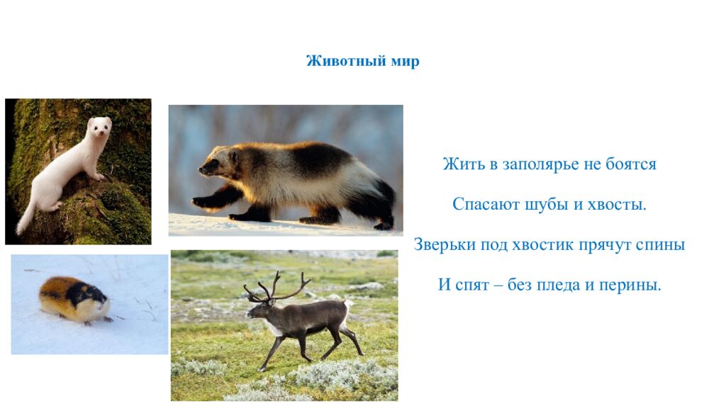 Животный мир