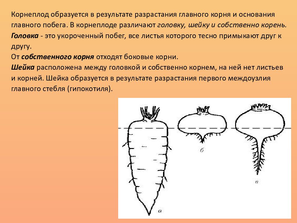 3 2 время корня