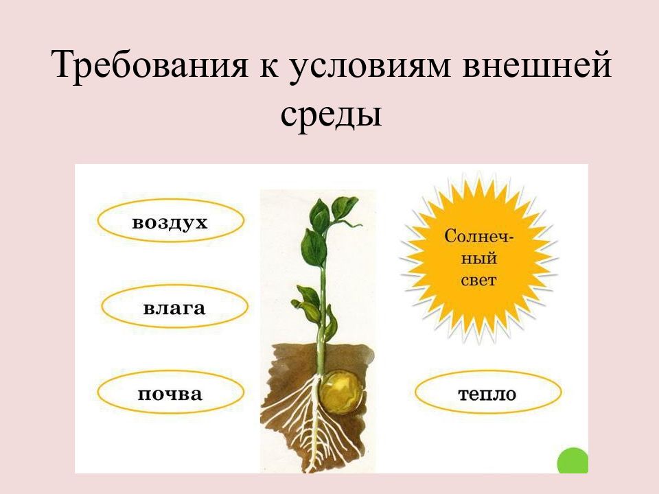 Условия роста растений 6 класс. Условия роста растений. Условия жизни растений. Условия роста и развития растений. Необходимые условия для растений.