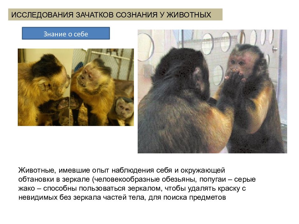 Познание животных. Зоопсихология приматов книги. У человекообразных обезьян отсутствуют волосы на лице. Животные с зачатками социума. Сравнительная психология эксперимент с обезьянами Торндайк.