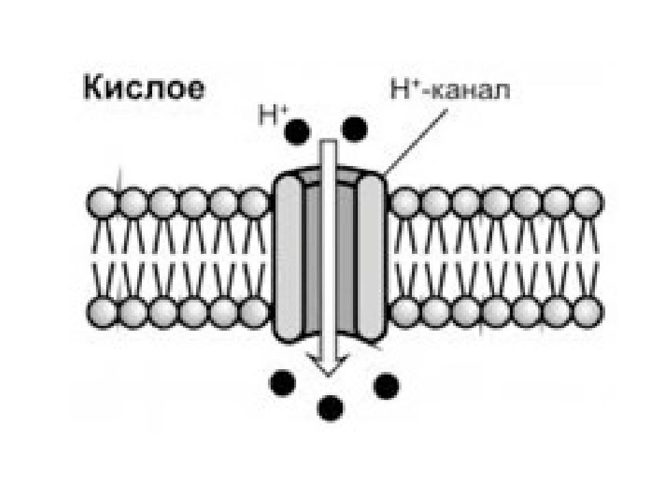 Вкусовая сенсорная система презентация