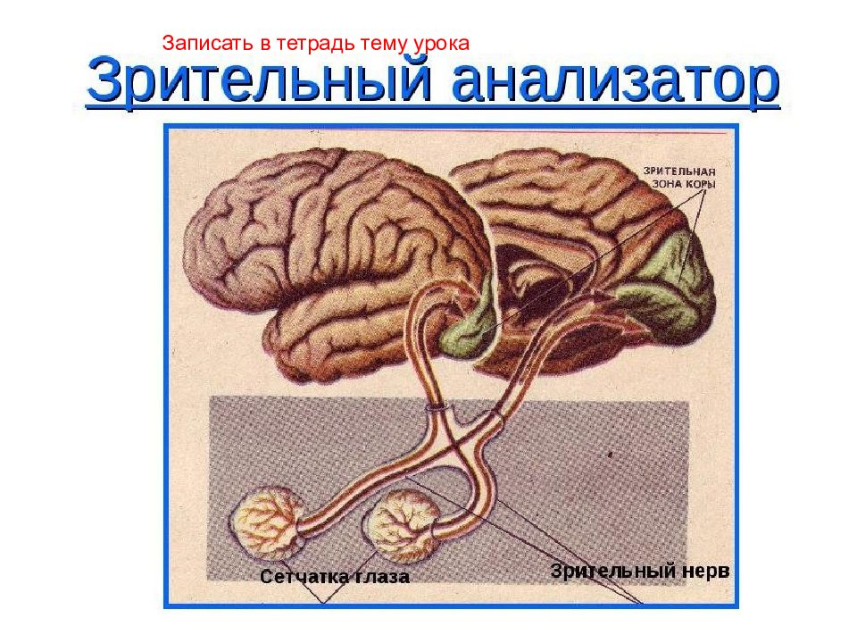 Зрительный анализатор