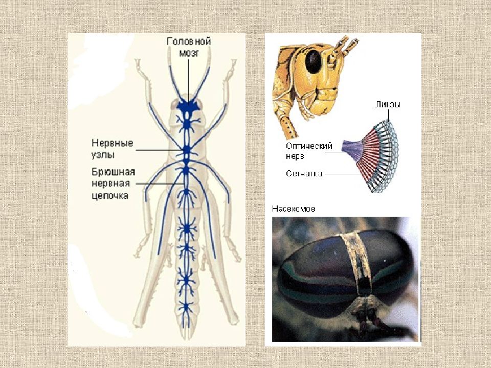Какую функцию выполняет брюшная нервная цепочка. Брюшная нервная цепочка. Нервная система брюшная нервная цепочка. Брюшная нервная цепочка у насекомых. Головной ганглий и брюшная нервная цепочка.