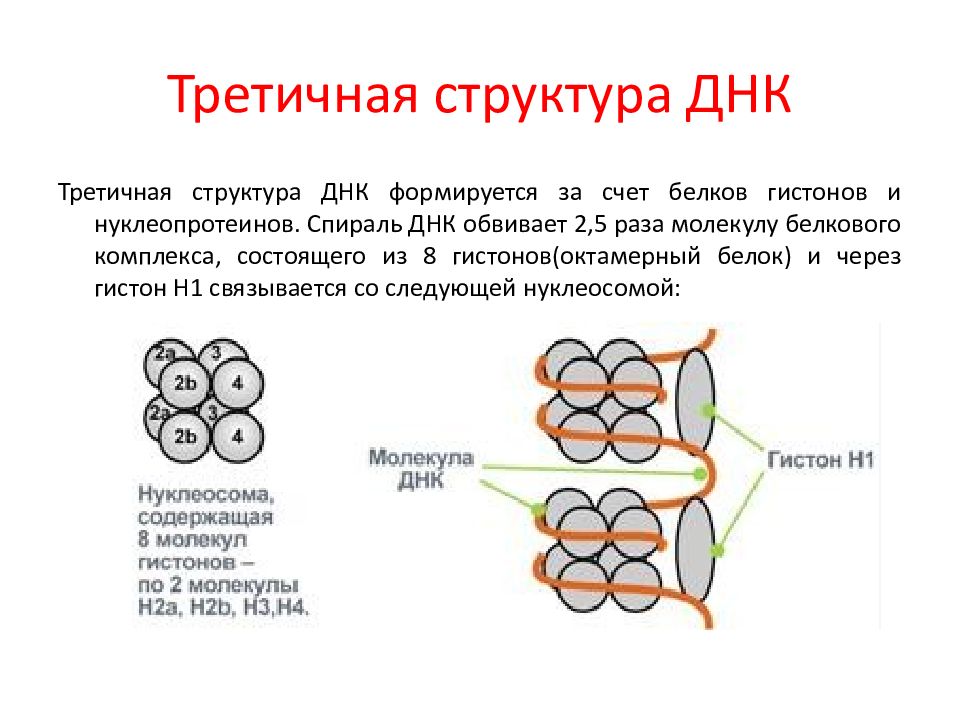 Каким номером на рисунке обозначена структура которая образована молекулами днк и белками гистонами