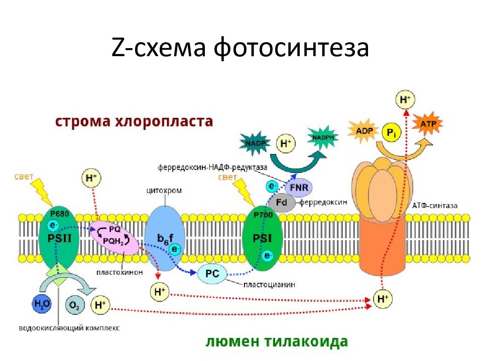 Z схема фотосинтеза