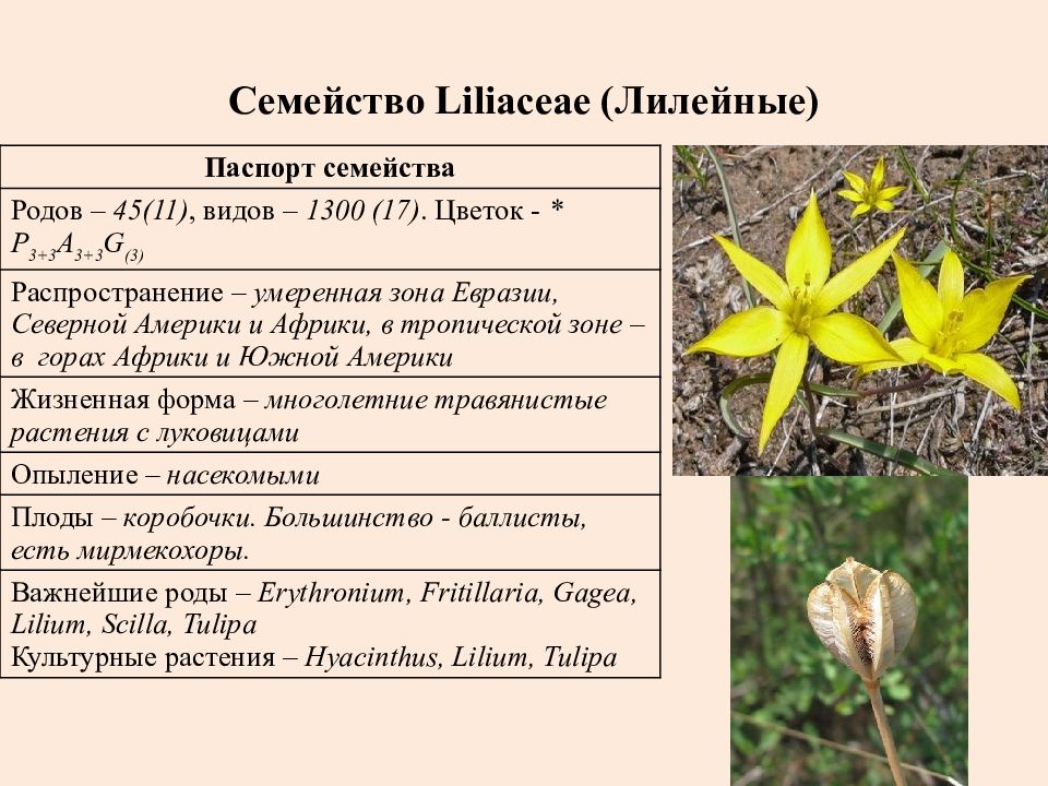 Характеристика семейства лилейные 6 класс по плану