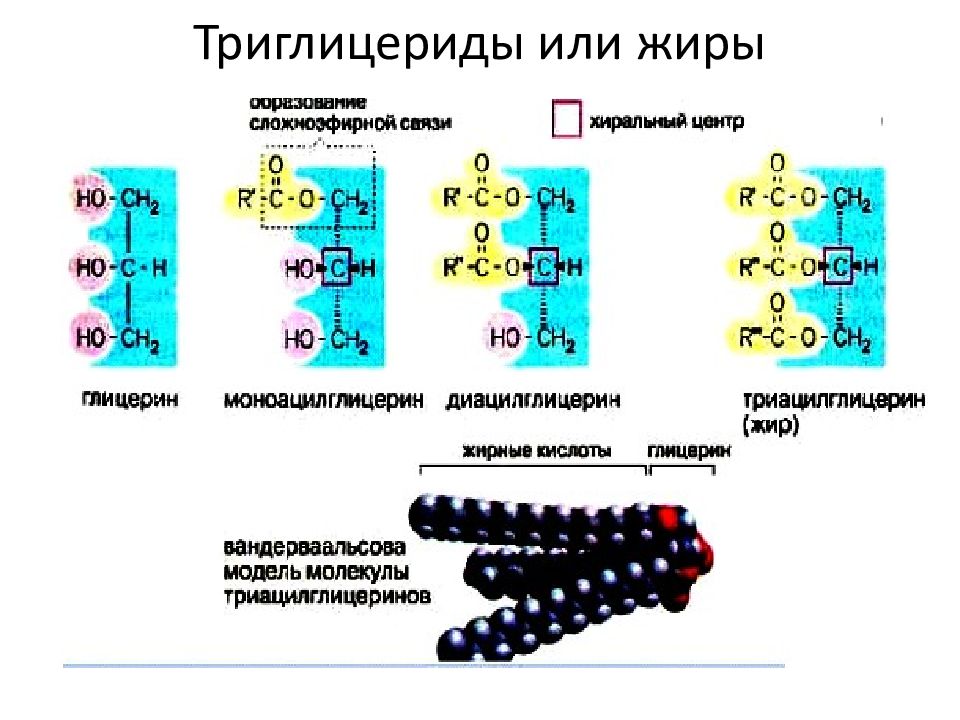 Что такое триглицериды. Строение липидов триглицериды. Схема строения триглицеридов. Строение триглицеридов биохимия. Триглицериды 6.26.