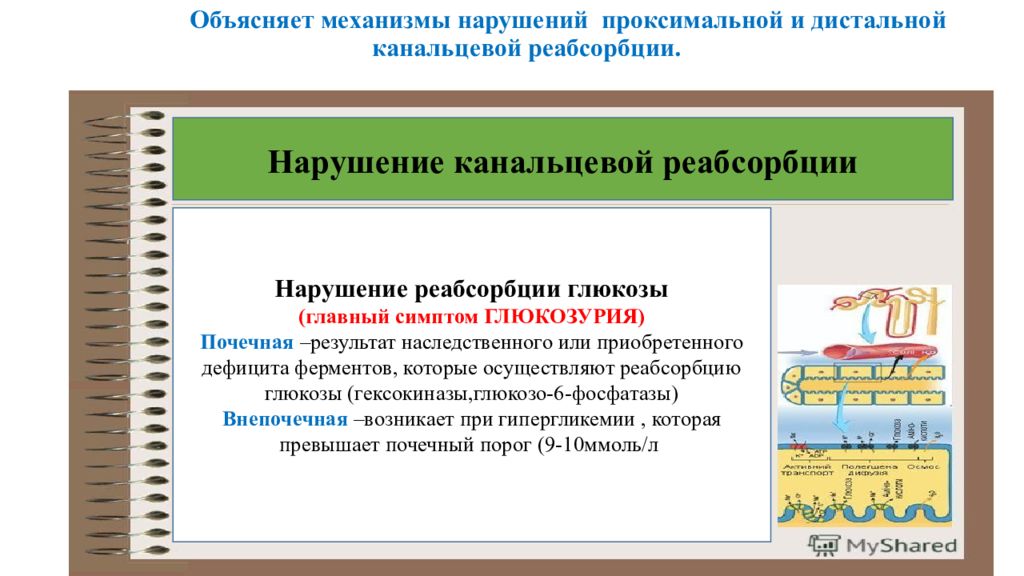 Нарушение реабсорбции почек. Механизмы канальцевой реабсорбции. Нарушение канальцевой реабсорбции. Причины нарушения канальцевой реабсорбции.