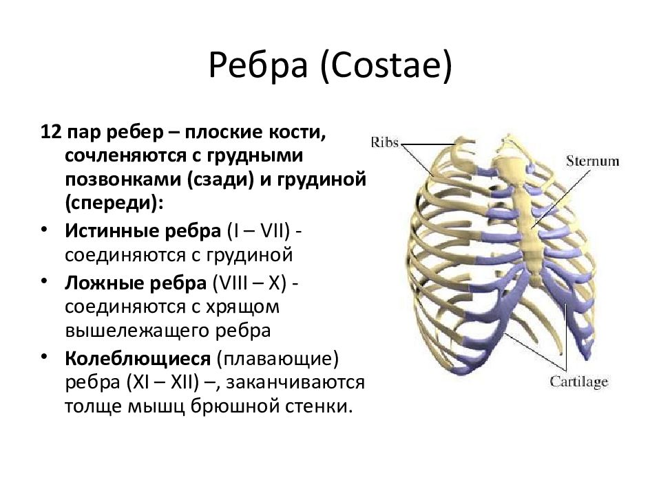 Схема ребер человека