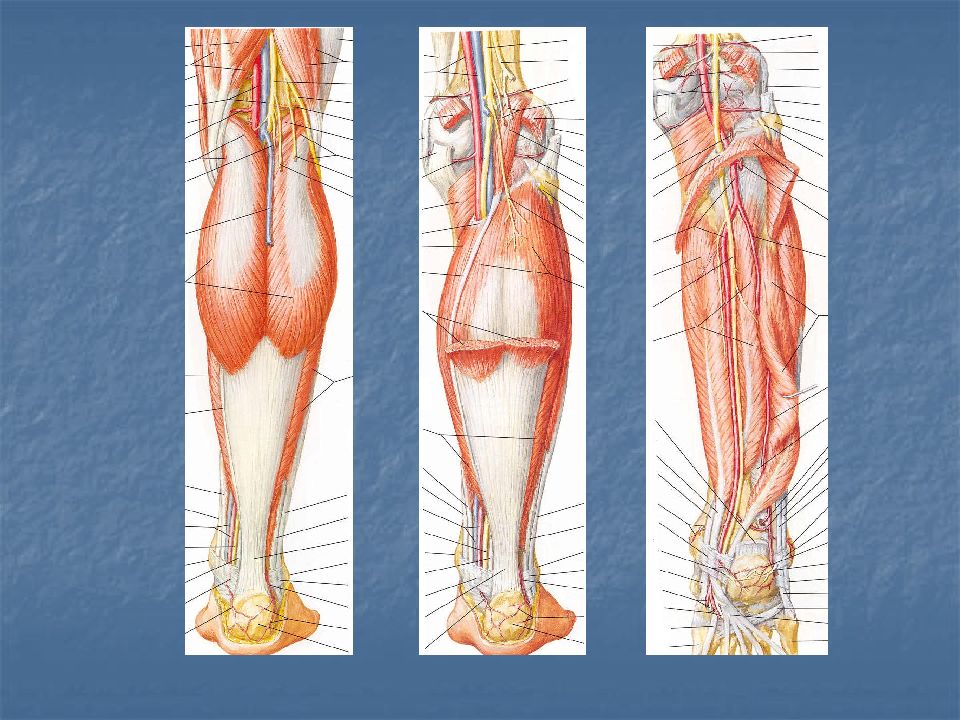 Нервы ноги. Нервы нижней конечности топографическая анатомия. Топография нижней конечности анатомия. Топография нервов голени. Послойная топография голени.