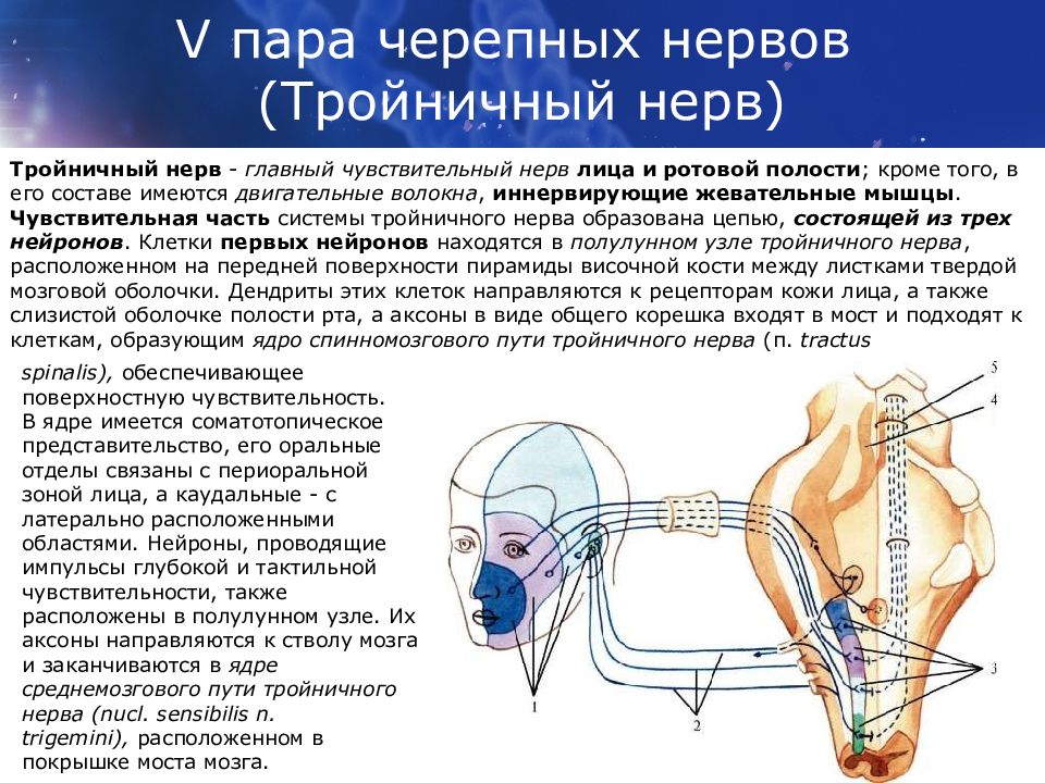 Исследование черепных нервов. Двигательные волокна тройничного нерва. Ядра 5 пары черепных нервов. Тройничный нерв 5 пара ЧМН. Иннервация мозговых нервов.