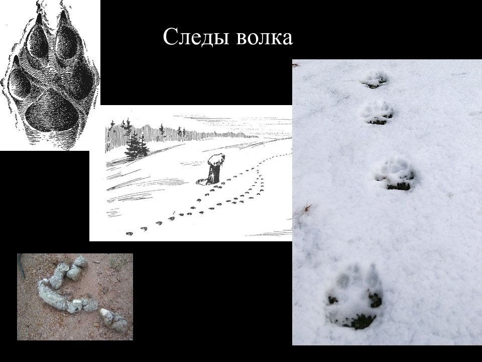 След волка лисы и собаки отличия. След волка. Следьв олка. Следы волка на снегу. Фото следа волка на снегу и собаки