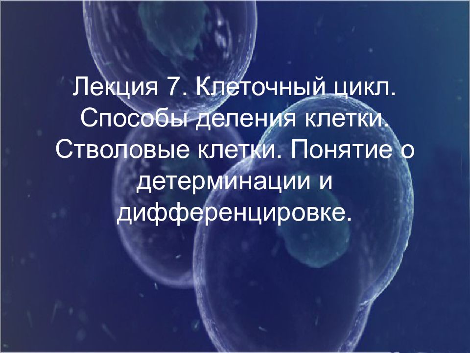 Лекция 7. Клеточный цикл. Способы деления клетки. Стволовые клетки. Понятие о детерминации и дифференцировке.