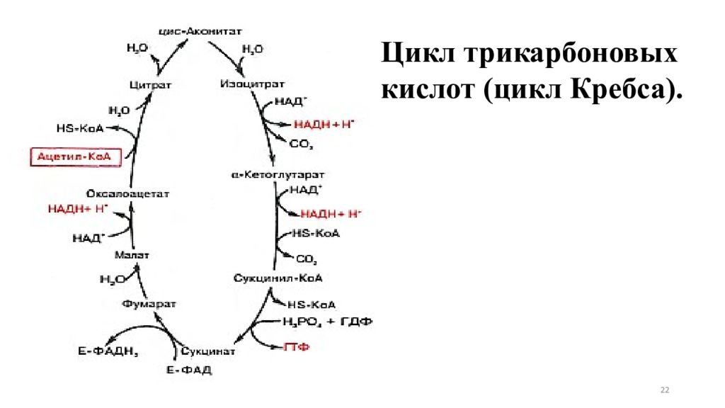 1 реакция цикла кребса. Цикл трикарбоновых кислот цикл Кребса. Цикл Кребса углеводы биохимия. Цикл трикарбоновых кислот схема. Цикл Кребса схема биохимия.