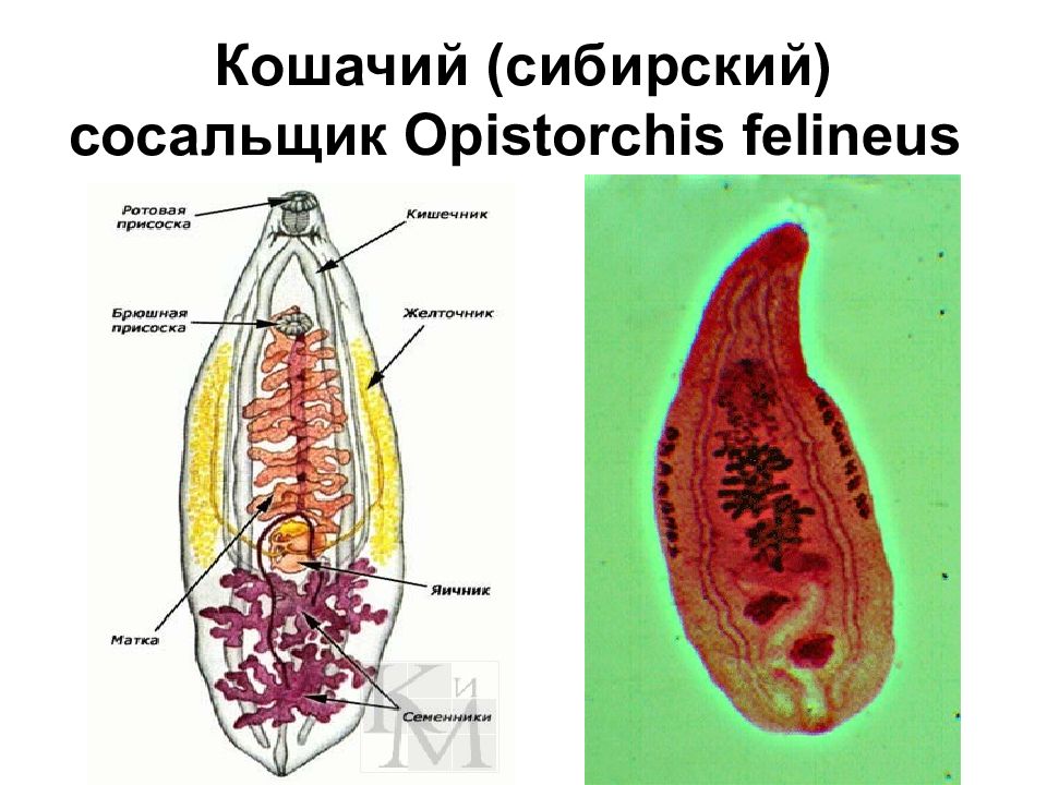 Кошачий сосальщик презентация