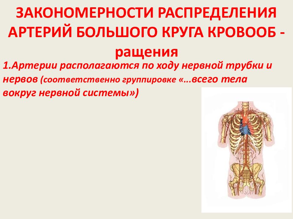 Развитие артерий анатомия. Закономерности артерий. Закономерности распределения сосудов в теле. Закономерности распределения артерий и вен в легких.