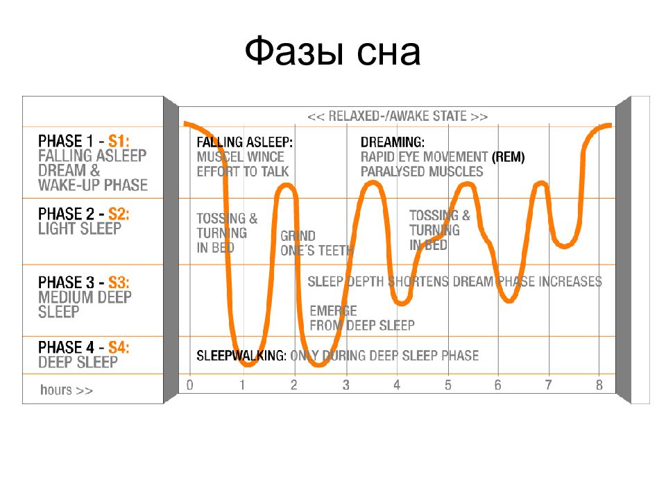 Цикл сна. Нормальный график фаз сна. Циклы и фазы сна. Фазы сна и их особенности. Стадии и циклы сна.